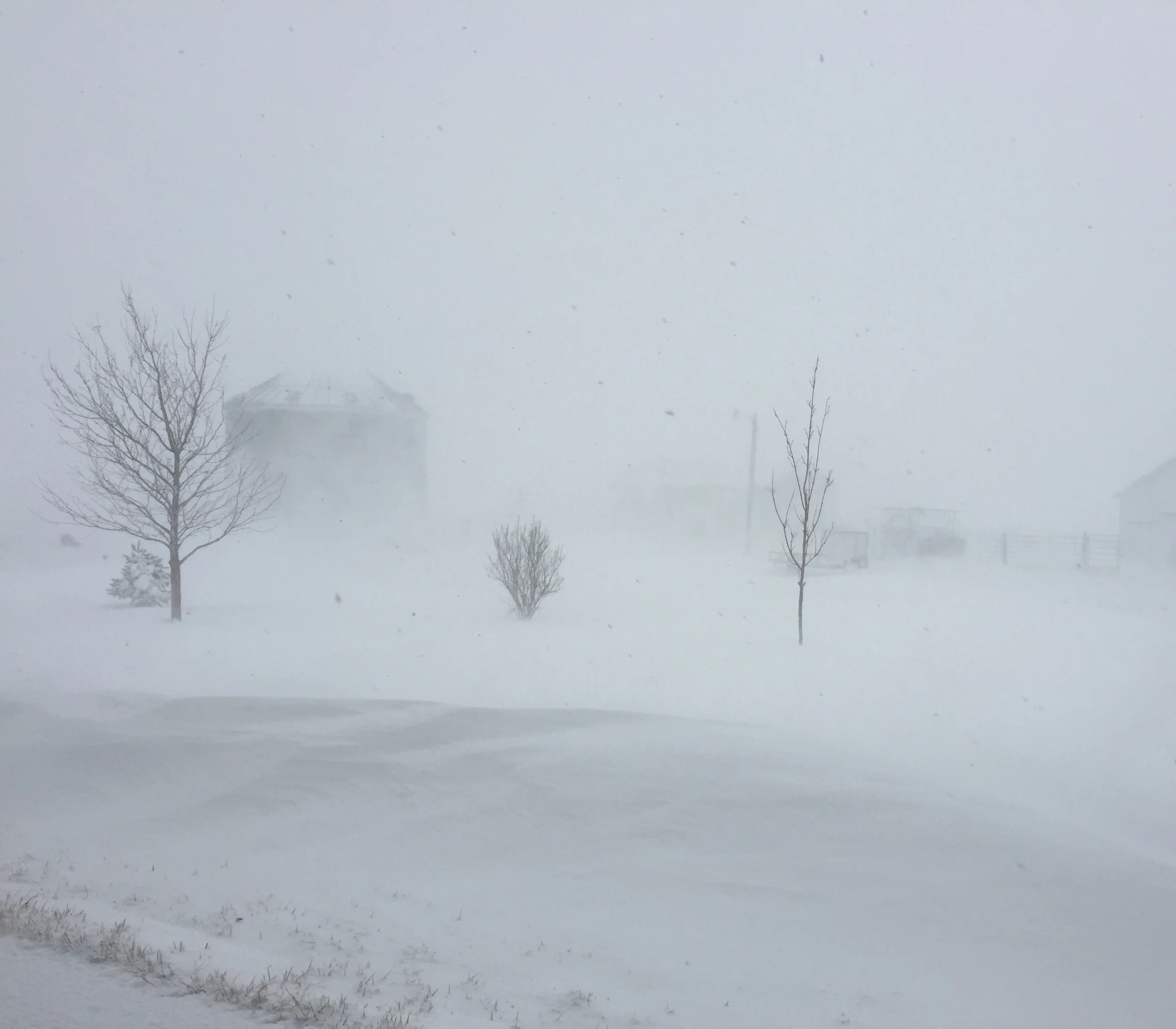 How We Care for Cows in a Blizzard