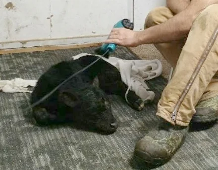 Saving a Newborn Calf