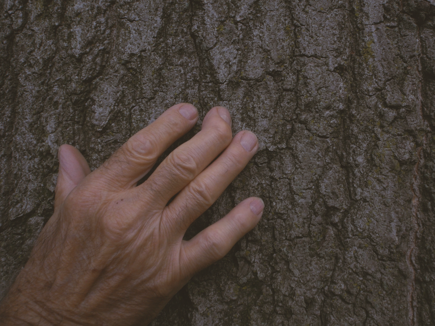 MIRAMIRAMIRA_DIRECTOR DP ALEX ROMANIA_IMG_8590.PNG