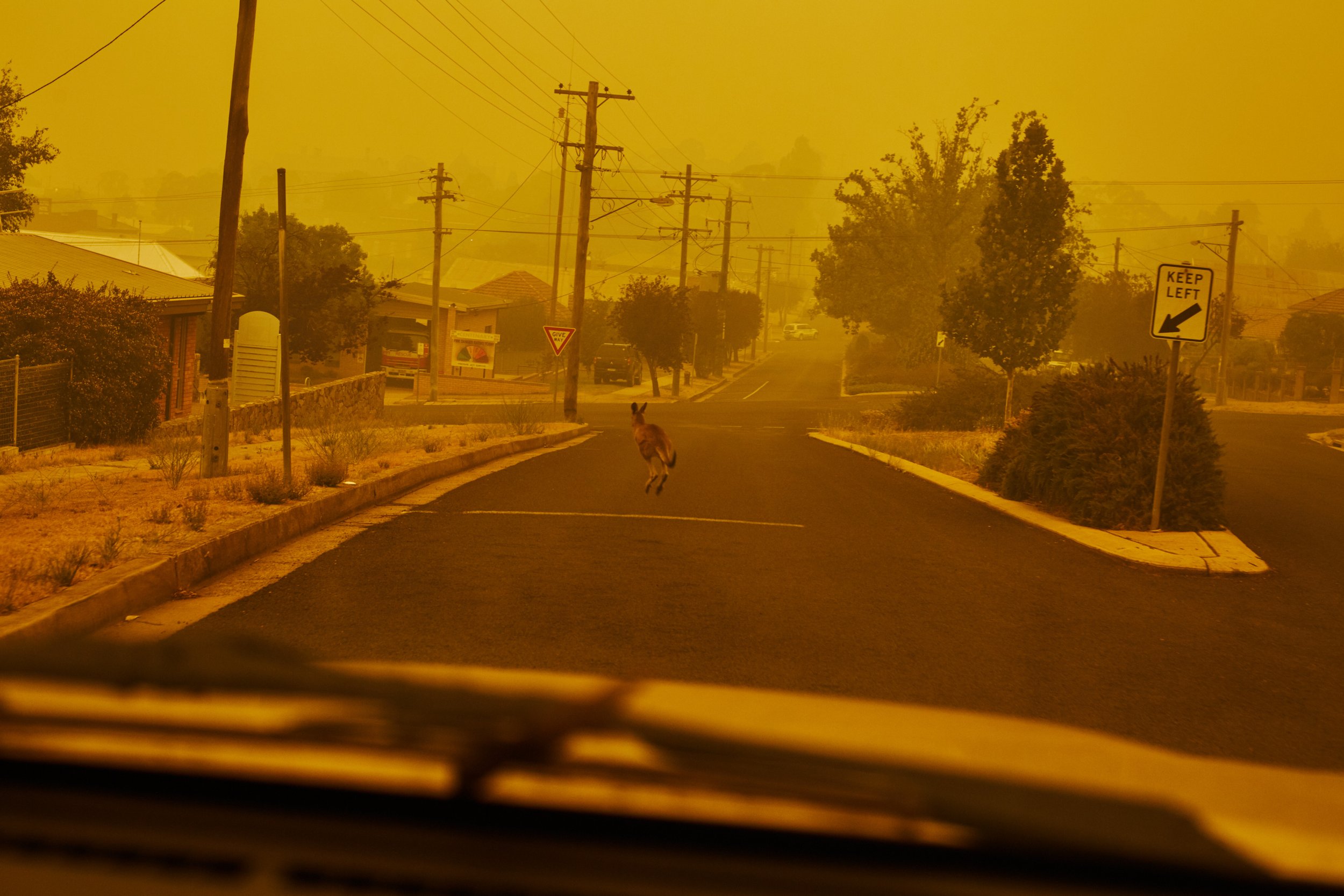  Black Summer bushfires, 2019  Wildlife sought refuge in the relative safety of towns.   Cooma, NSW 