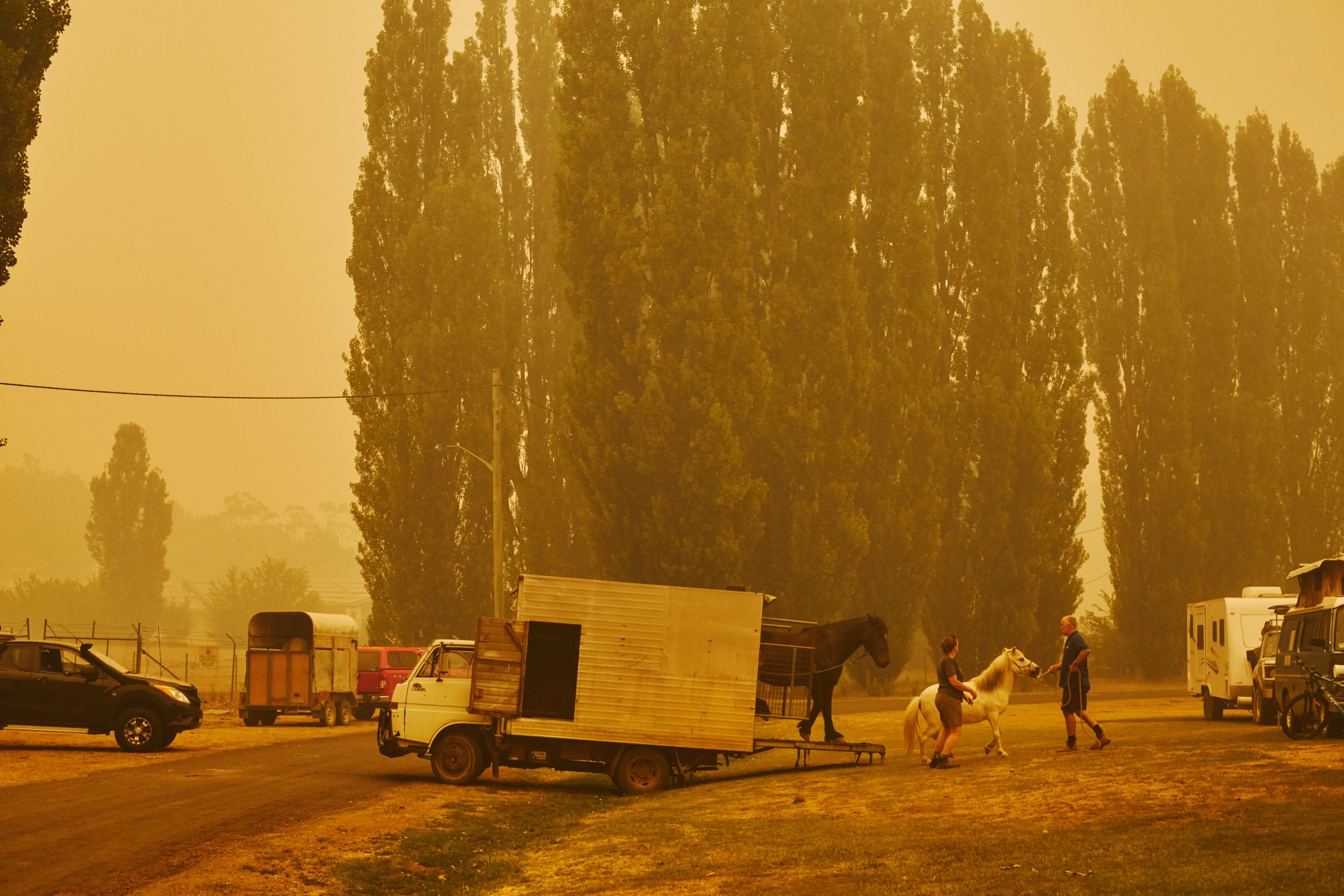  Black summer bushfires, 2019  Horses and dogs tethered in makeshift refugee camps. Cooma, NSW 