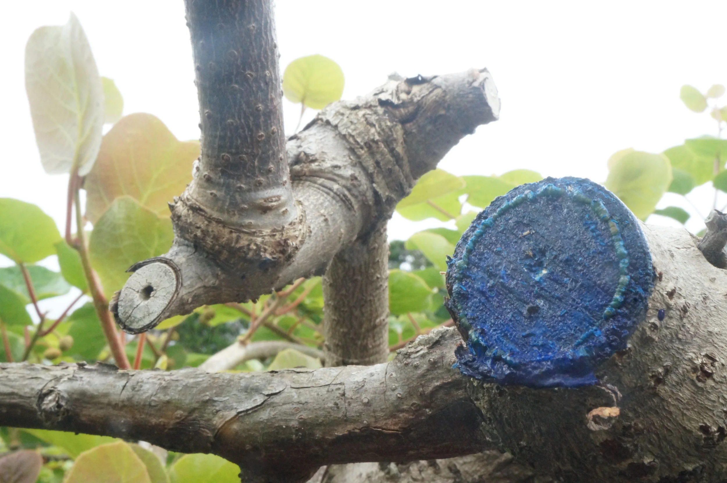 PruneTec® Seal & Protect