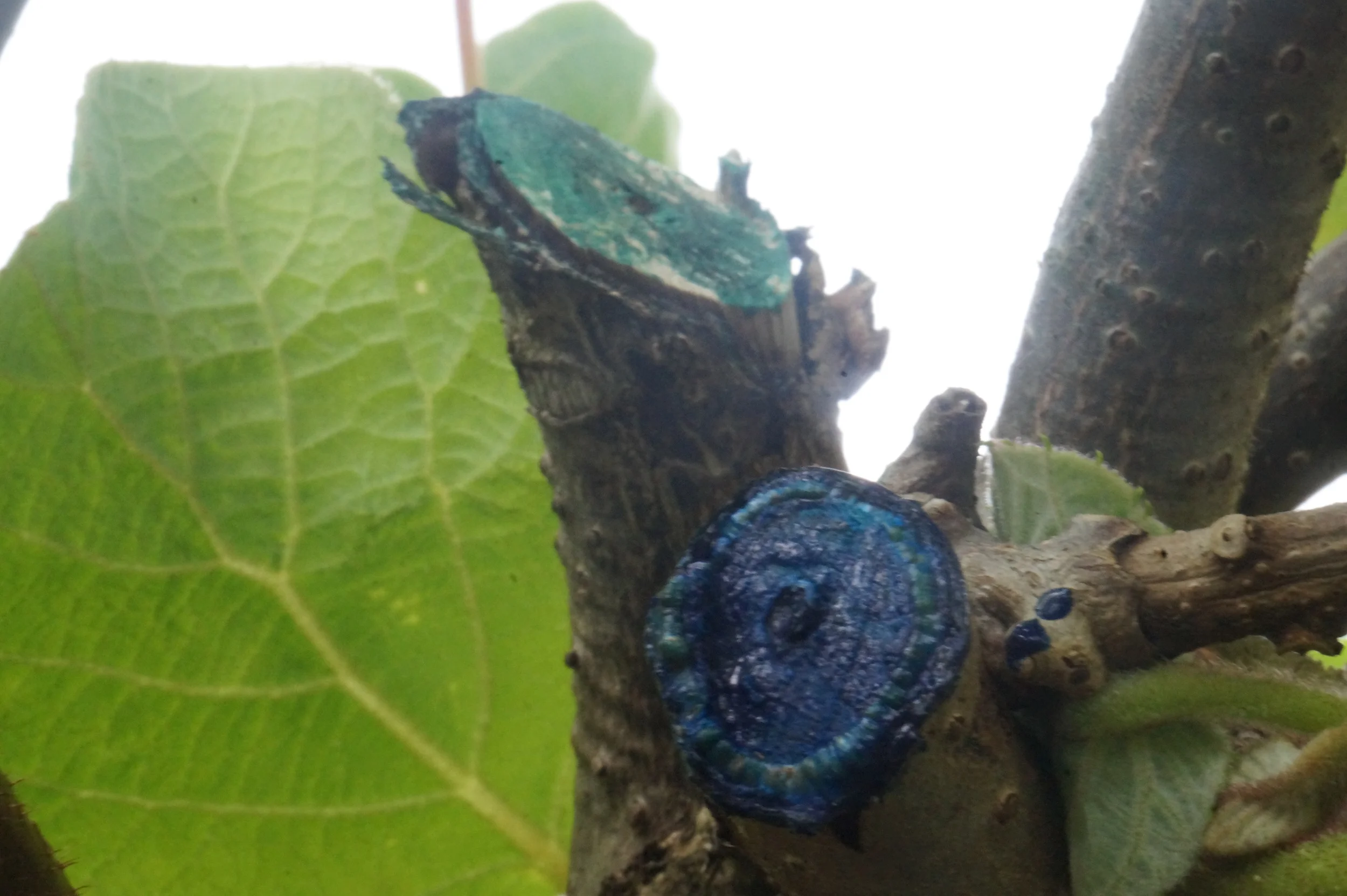 PruneTec® Front Callus and Seal