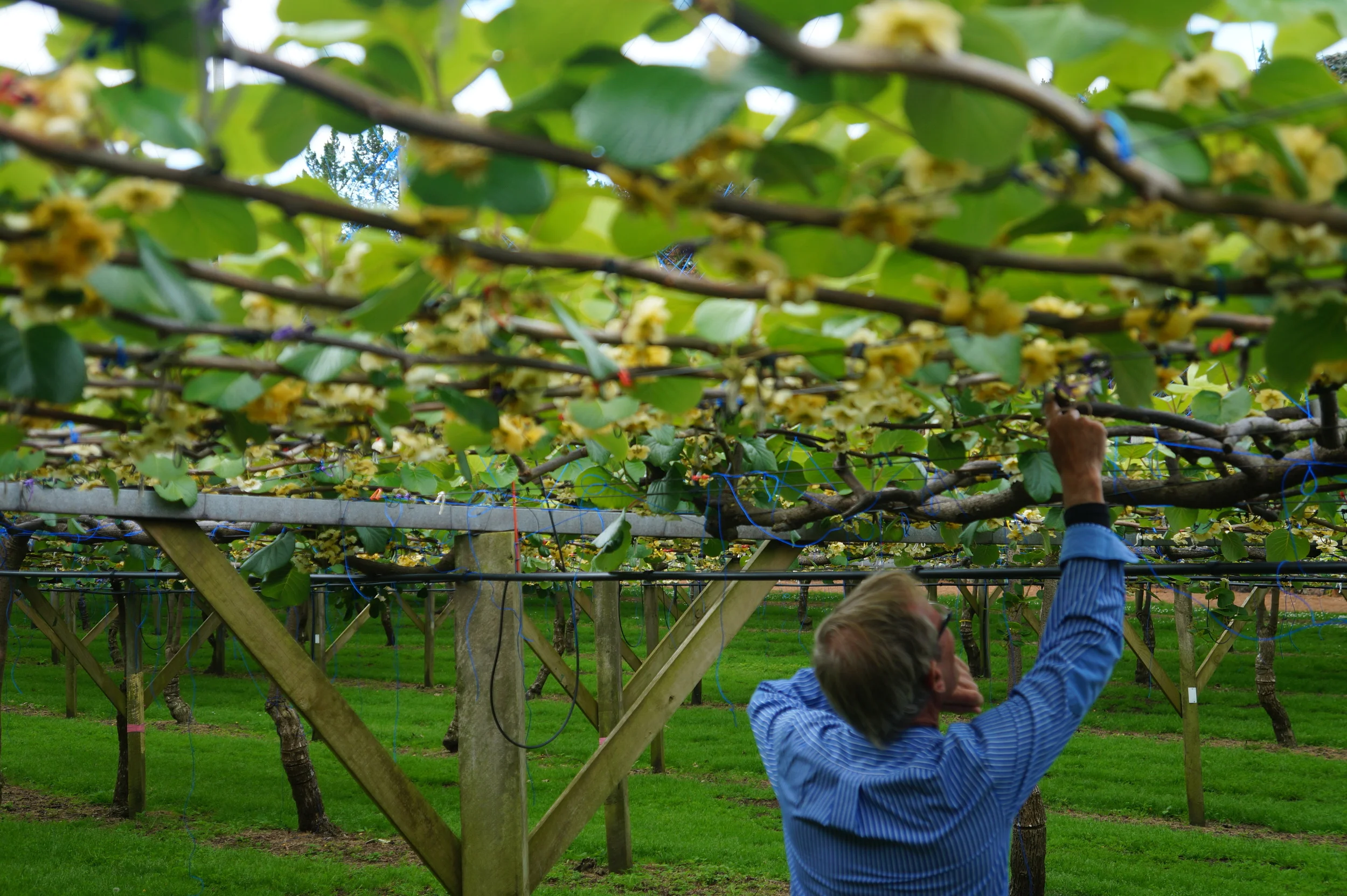 Kiwifruit Inspection