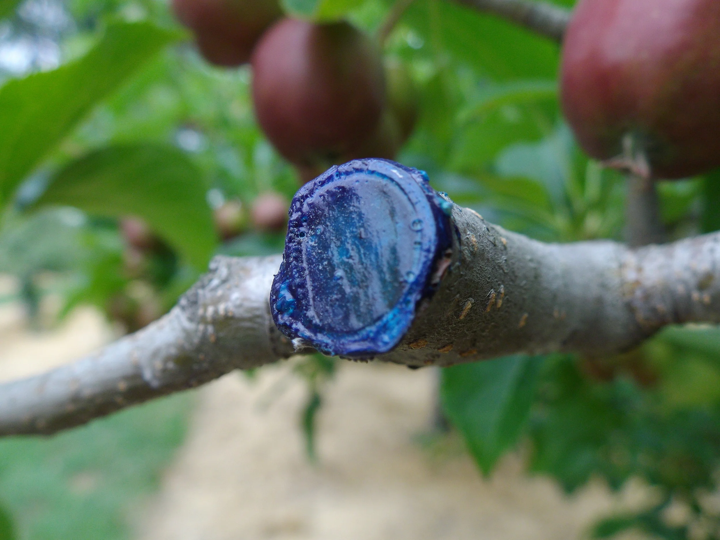 PruneTec® Application