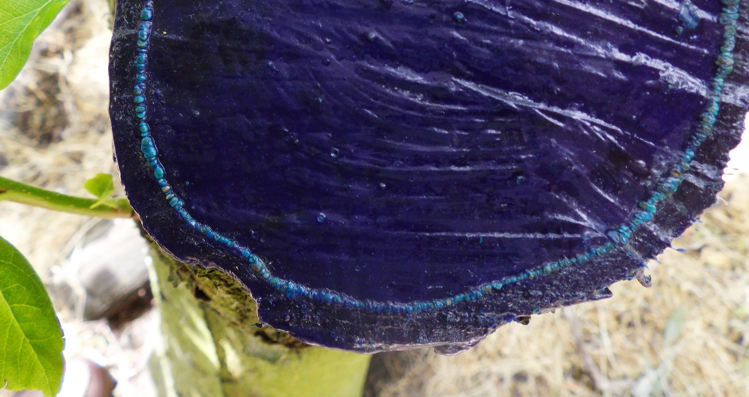 PruneTec® Apple Callus Large Cut