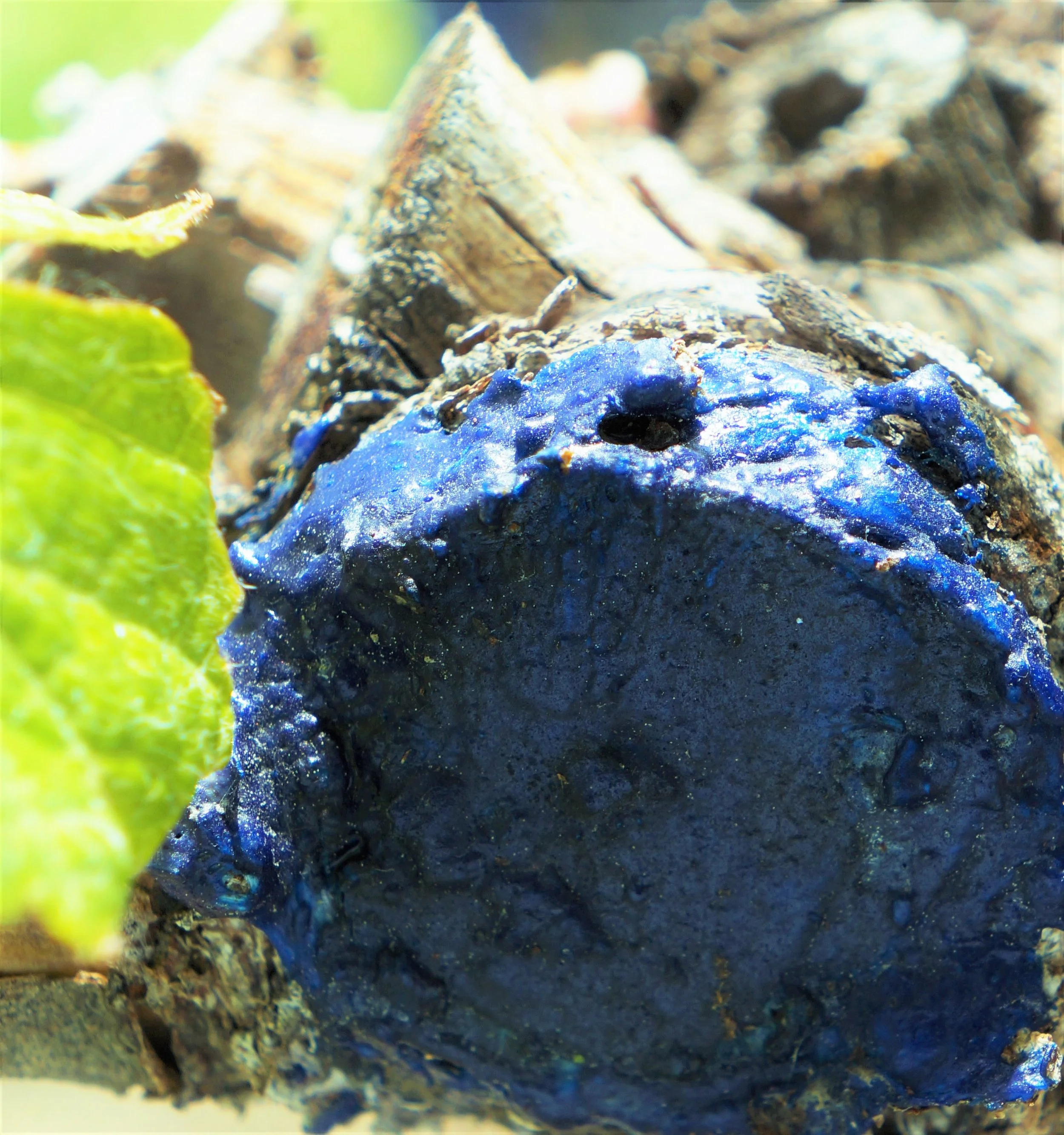 PruneTec® Grape Pruning Wound Protection