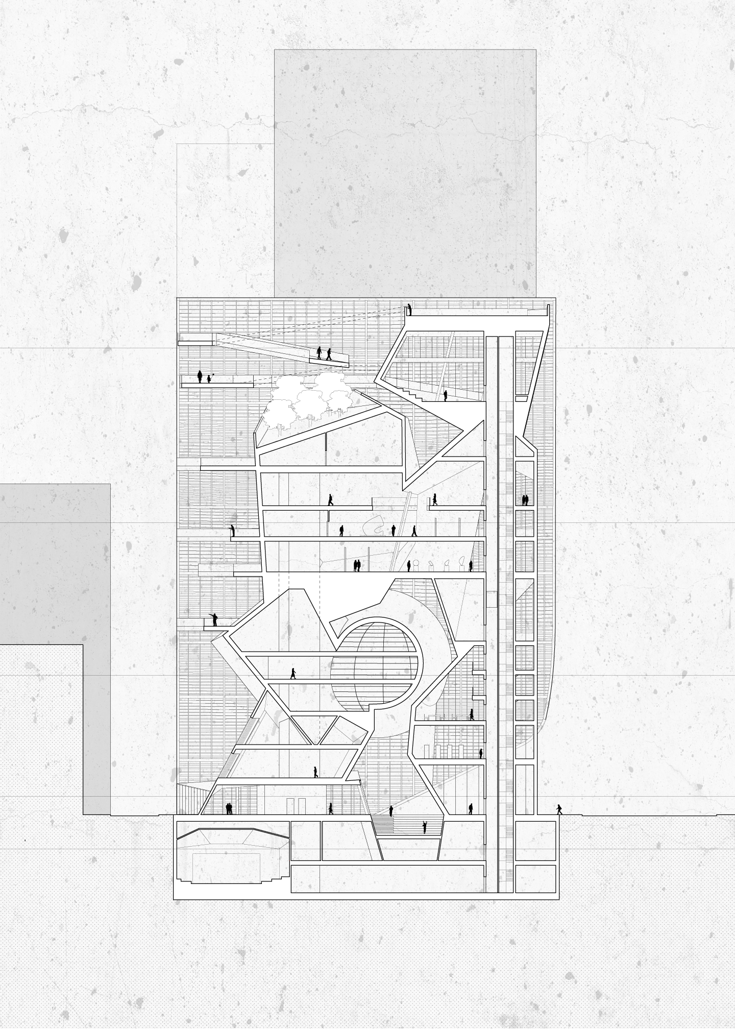 Section (Longitudinal)