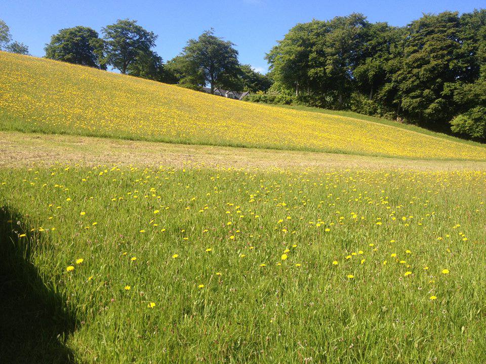 Beautiful meadow camping