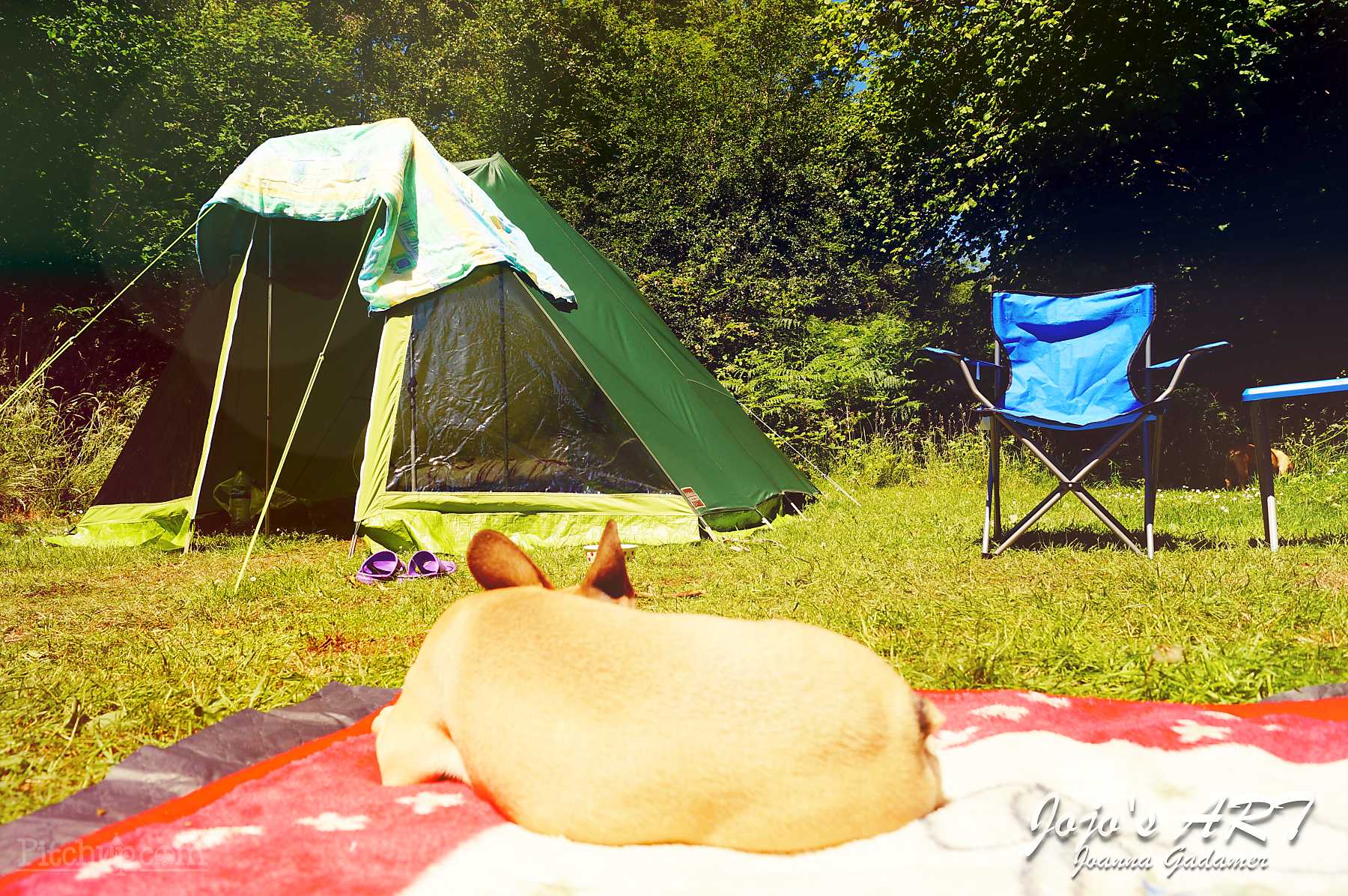 Pet friendly camping
