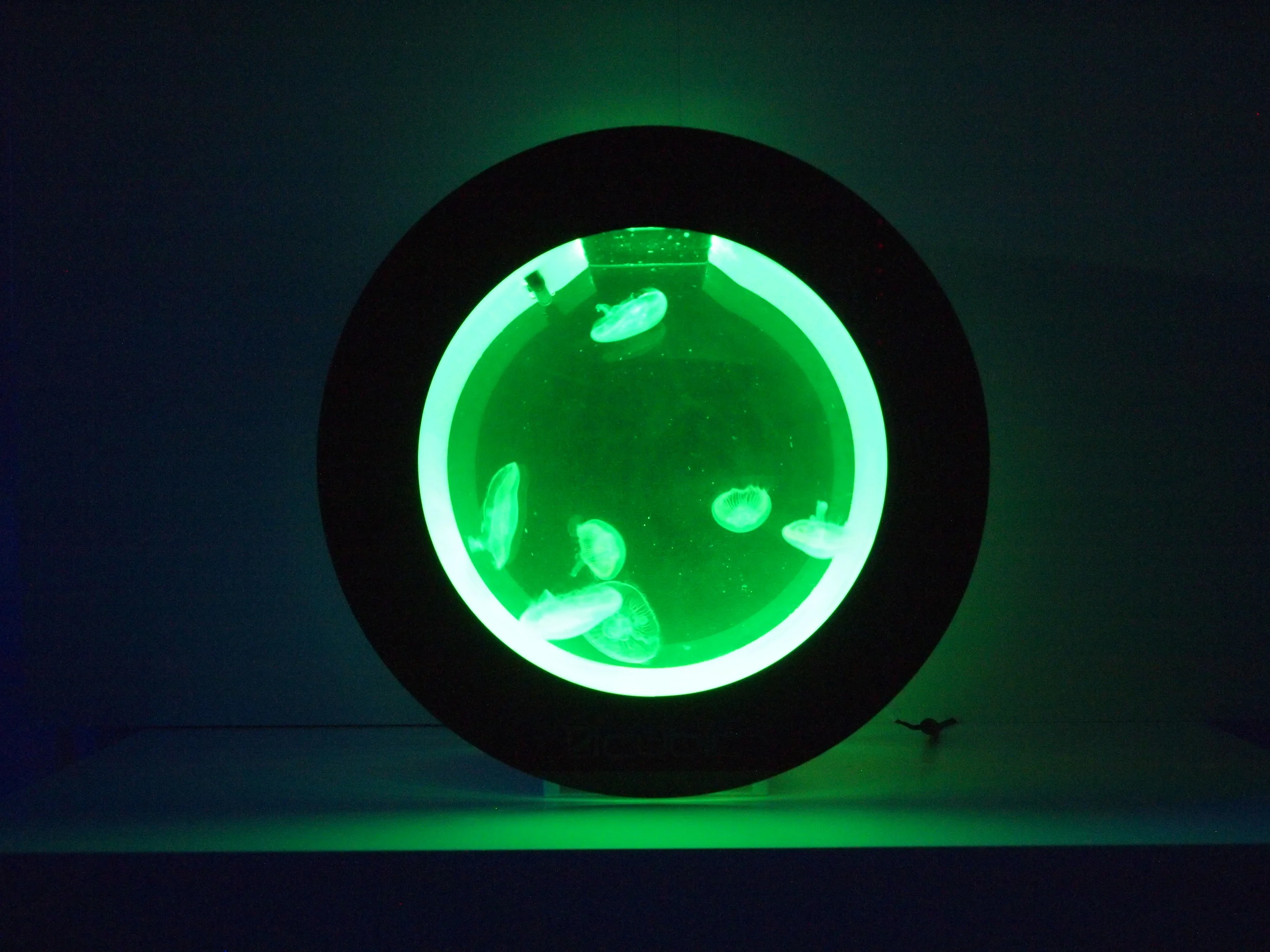 orbit jellyfish tank