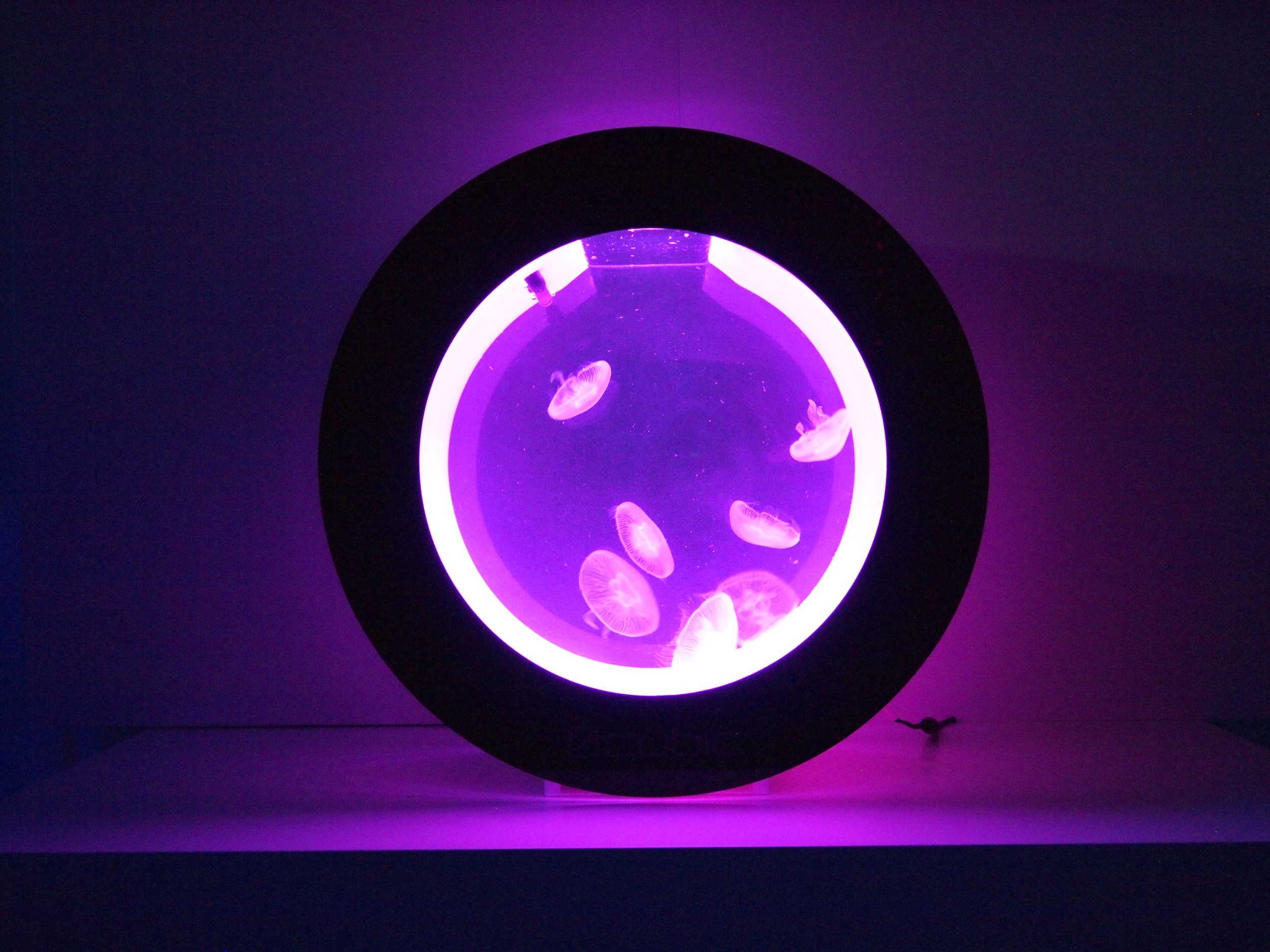 cheap jellyfish tank