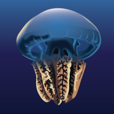 Blubber Jellyfish (Catostylus mosaicus)