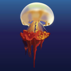 Flame Jellyfish (Rhopilema esculentum)