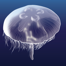 Moon Jellyfish (Aurelia aurita)