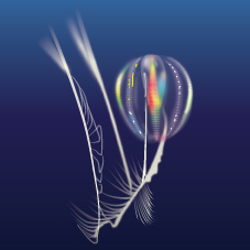 Sea Gooseberry (Pleurobrachia)
