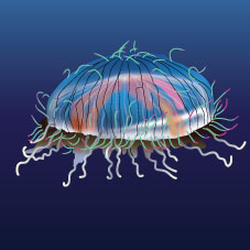 Flower Hat Jellyfish (Olindias formosa)