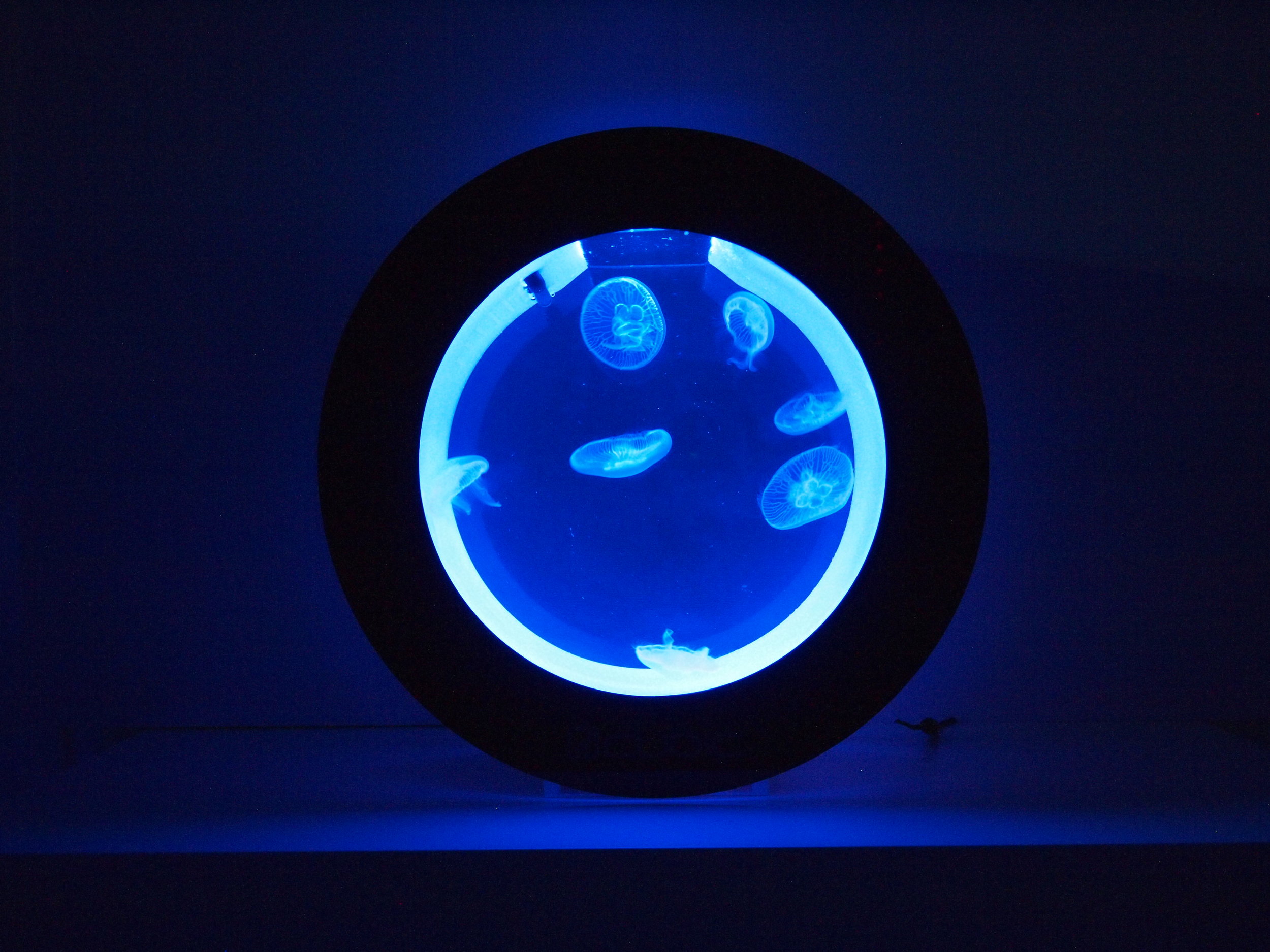 Медуза живая купить. Аквариум с медузами Orbit 20. Аквариум Cubic Orbit 20 Jellyfish Aquarium,23 литра, led. Аквариум для медуз Orbit. Аквариум led desktop Jellyfish Tank.