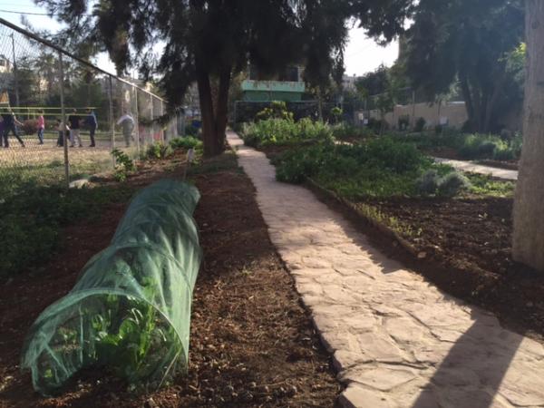   View of the organic farming space in the garden showing vegetables and herbs grown by Nour al-Barakah members   لقطة لمنطقة الزراعة العضوية في الحديقة تبين الخضار والأعشاب التي يقوم أعضاء الجمعية بزراعتها  