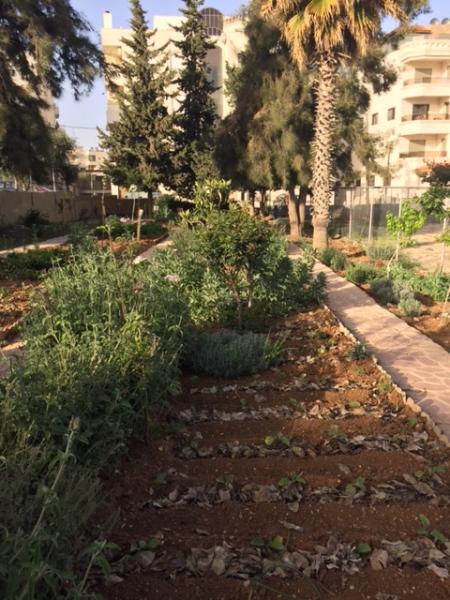   View of the organic farming space in the garden showing vegetables and herbs    grown by Nour al-Barakah members   لقطة لمنظقة الزراعة العضوية في الحديقة تبين الخضار والأعشاب التي يقوم أعضاء الجمعية بزراعتها  