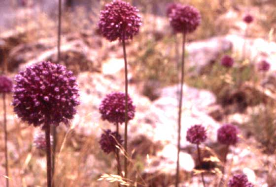 The Seven Principles Of Xeriscape Center For The Study Of The Built The Seven Principles Of Xeriscape Center For The Study Of The Built