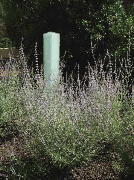Figure 8: Russian Sage (Perovskia atriplicifolia) with glass prism in background indicating low water consumption.
