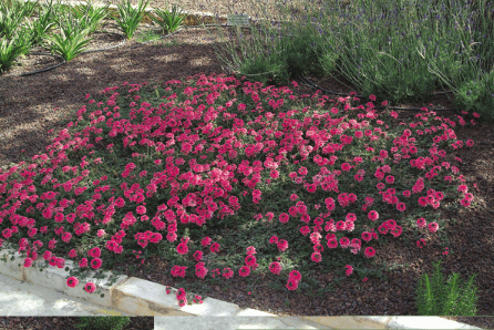 Figure 9: Trailing Verbina (Verbina peruviana), a water conserving solution for a colorful ground cover.