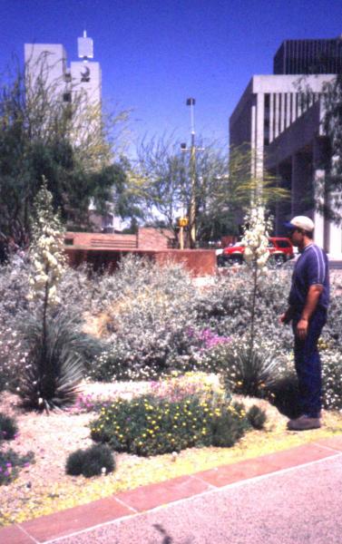 Fig. 8: A low water consuming public landscape design in Phoenix, Arizona.