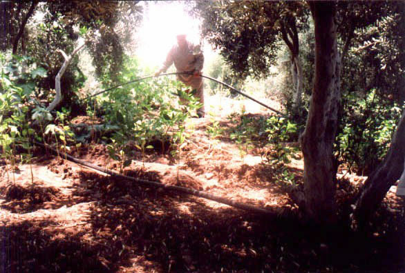 Figure 17: Irrigation by graywater in Himmeh.