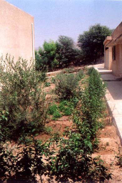 Figure 19: Irrigated area at Adasiyyah Girls' School.