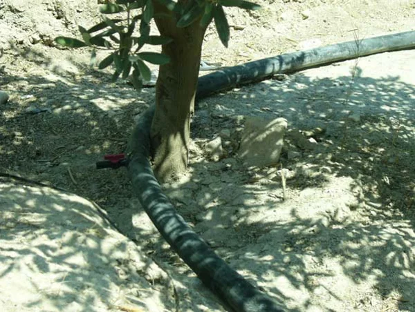 Figure 4.8: Drip irrigation system using valves in AR house in Ghor al-Safi.
