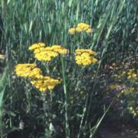 Yarrow (Achillea biebersteinii)