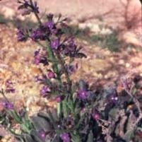 Prickly Alkanet (Anchusa strigosa)