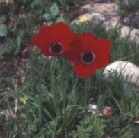 Common Anemone (Anemone coronaria)