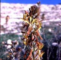 Yellow Asphodel (Asphodeline lutea)