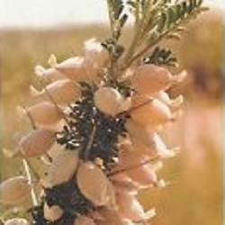 Milk Thetch (Astragalus spinosus)