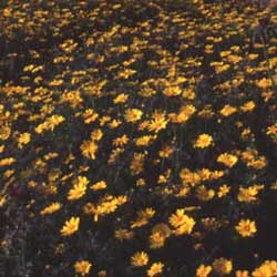 Crown Daisy (Chrysanthemum coronarium)