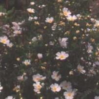 White Rock-Rose (Cistus salviifolius)