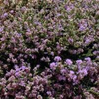 Conehead Thyme (Coridothymus capitatus)