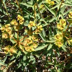 Spurge (Euphorbia macroclada)