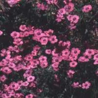 Pink Flax (Linum pubescens)