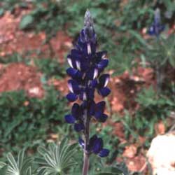 Lupin (Lupinus varius)