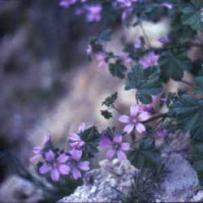 Common Mallow (Malva sylvestris)