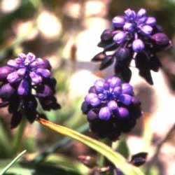 Grape Hyacinth (Muscari commutatum)