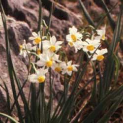 Polyanthus Narcissus (Narcissus tazetta)