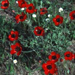 Large Ranunculus ( Ranunculus asiaticus)