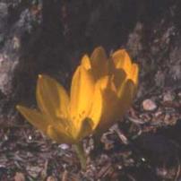 Oporanthus (Sternbergia clusiana)