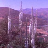 Squill (Urginea maritima)