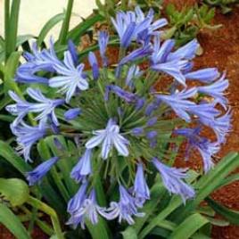 Lily of the Nile (Agapanthus orientalis)