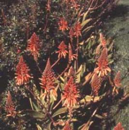 Golden-tooth Aloe (Aloe nobilis)